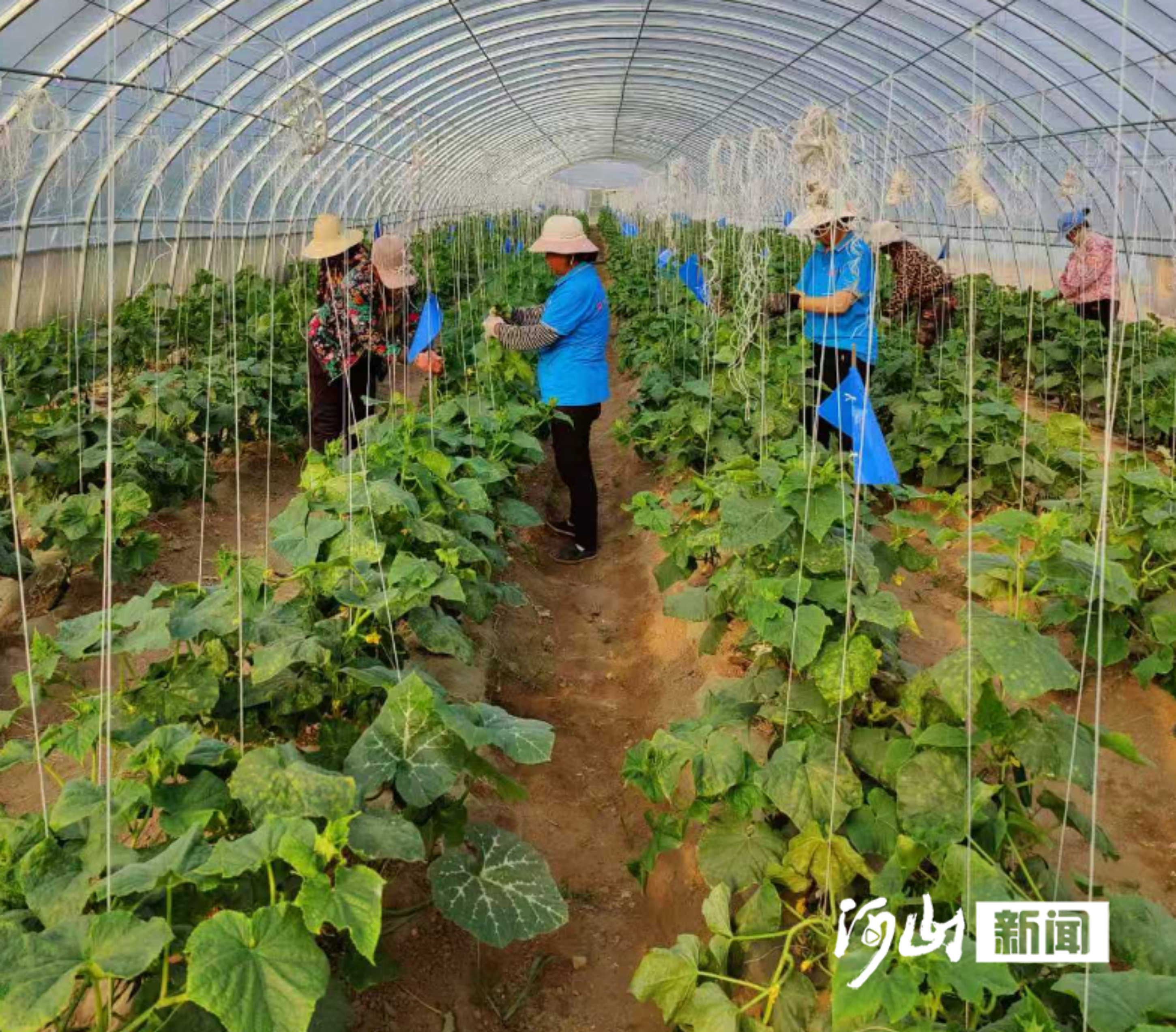 秋收新“绿”——看张家口市有机农业如何点“土”成金(图2)