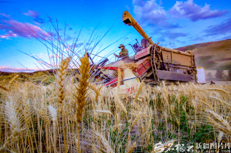 完整准确全面贯彻新时代党的治疆方略丨建设“西部粮仓”(图1)