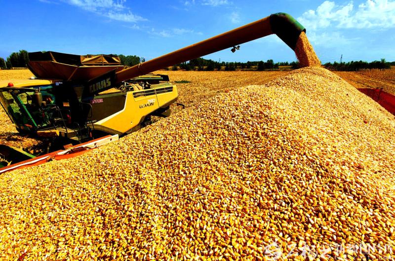 完整准确全面贯彻新时代党的治疆方略丨建设“西部粮仓”(图2)