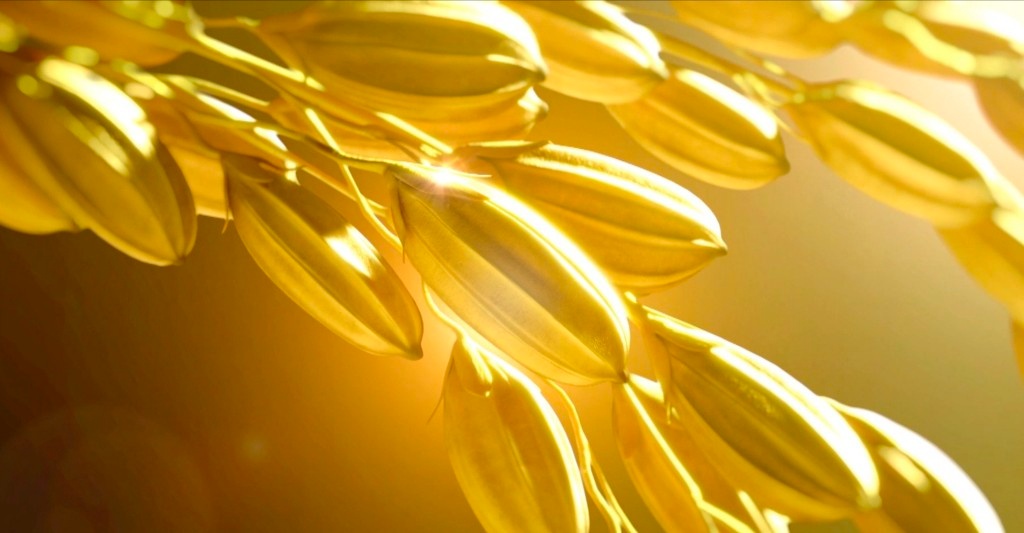 水稻产量第一大省实现水稻“全粒利用”(图7)