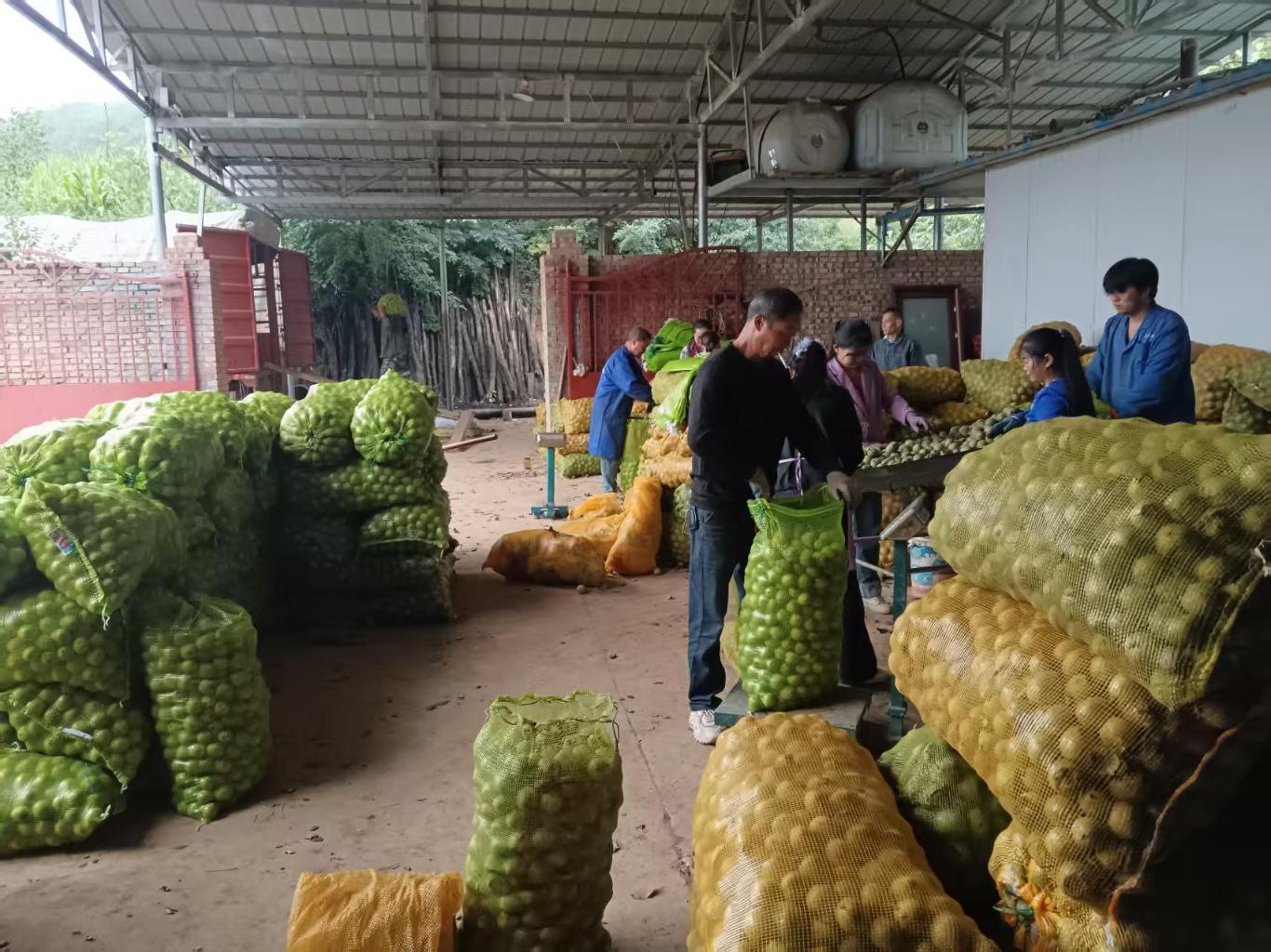 宜君发展核桃特色产业增加群众收入(图1)