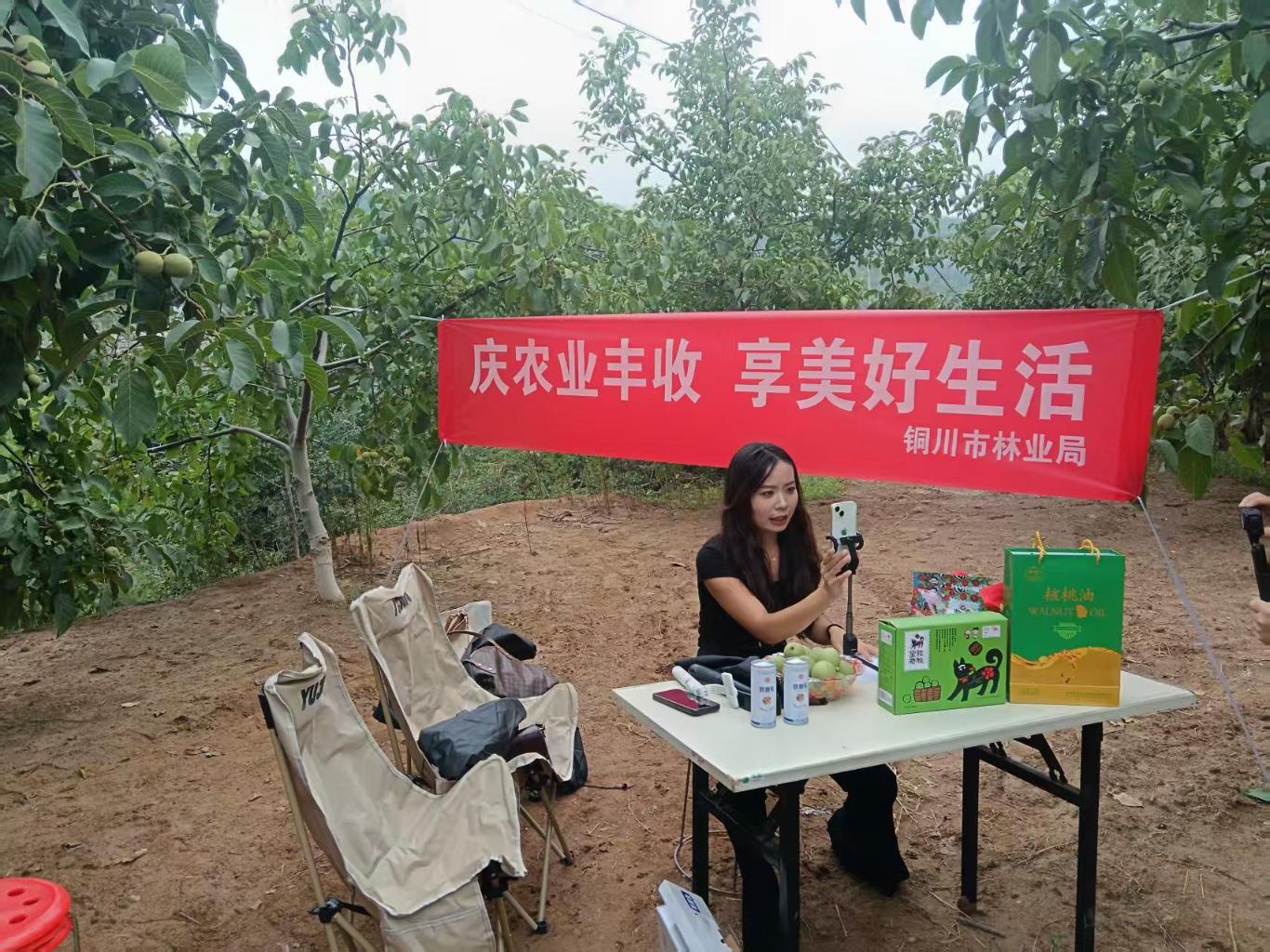 宜君发展核桃特色产业增加群众收入(图2)