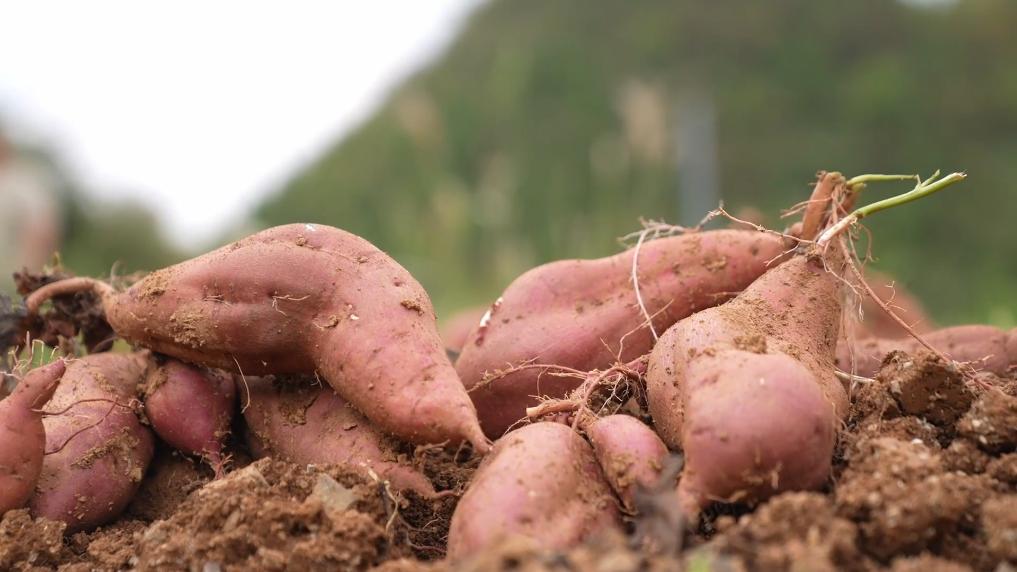 新华视点丨红薯出山撬动亿元产业(图3)