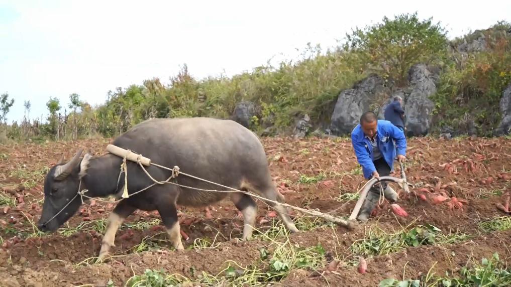 新华视点丨红薯出山撬动亿元产业(图2)