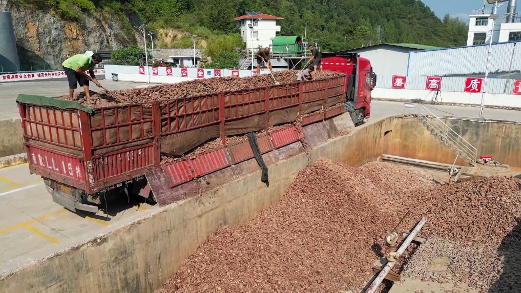 新华视点丨红薯出山撬动亿元产业(图7)