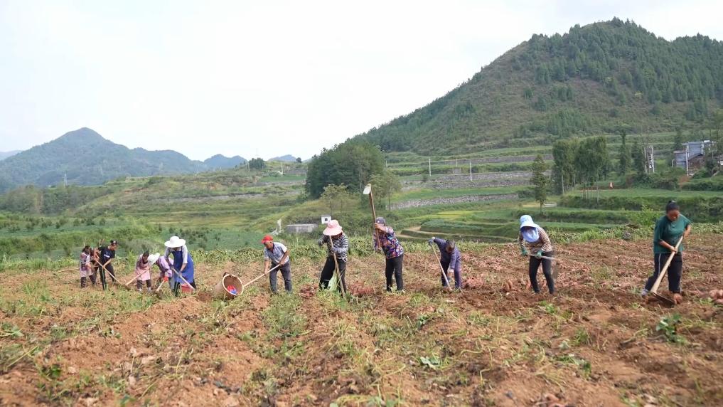 新华视点丨红薯出山撬动亿元产业(图6)