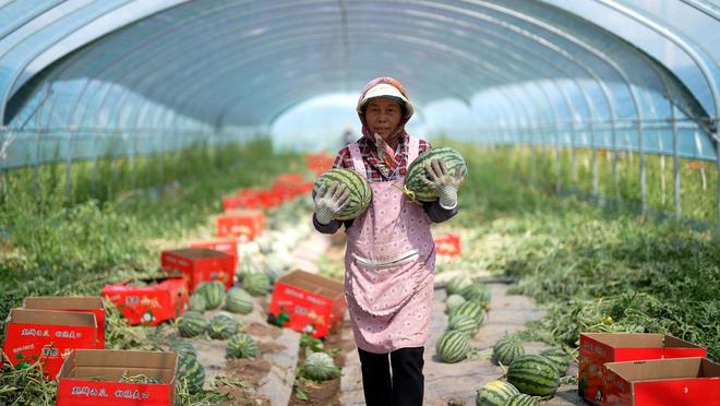 从“一季秋收”到“四季丰收”看设施农业如何打破季节“瓶颈”(图1)