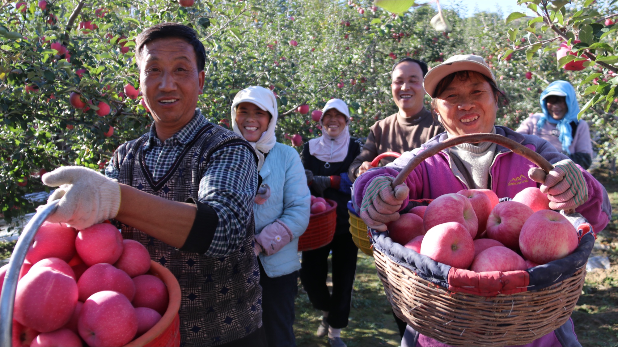 甘肃通渭塬上果飘香(图3)