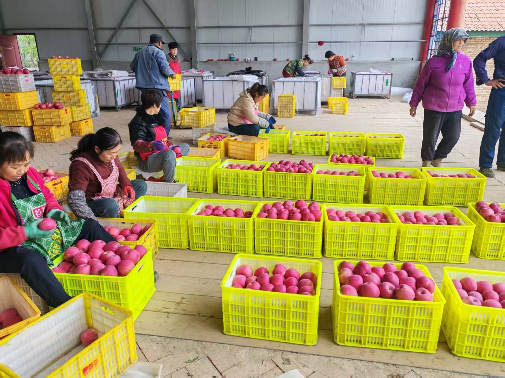 甘肃通渭塬上果飘香(图2)