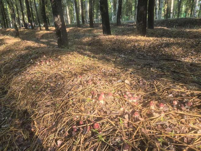 怀安第六屯乡：农文旅融合绘就“塞外江南”新画卷(图1)