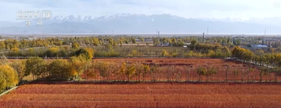 吃、赏、玩同频共振占据“C位”农业新吃法、新玩法助力产业走出“微笑曲线”(图5)