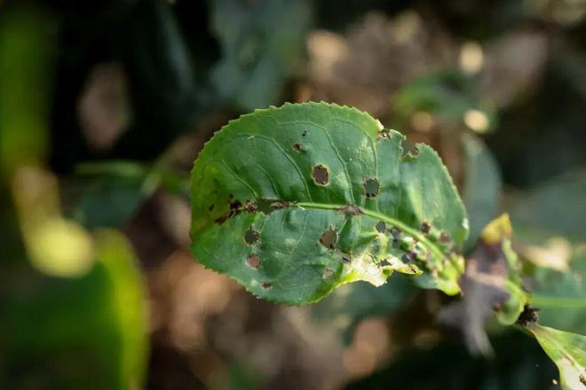 全球茶价要涨？印度“黄金叶”正被烤焦(图5)