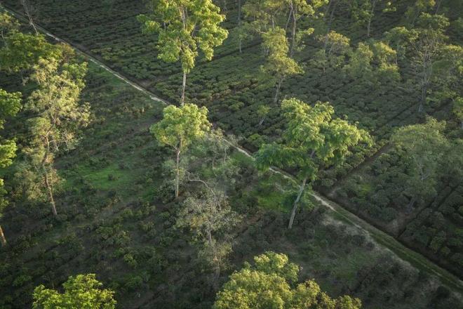 全球茶价要涨？印度“黄金叶”正被烤焦(图4)