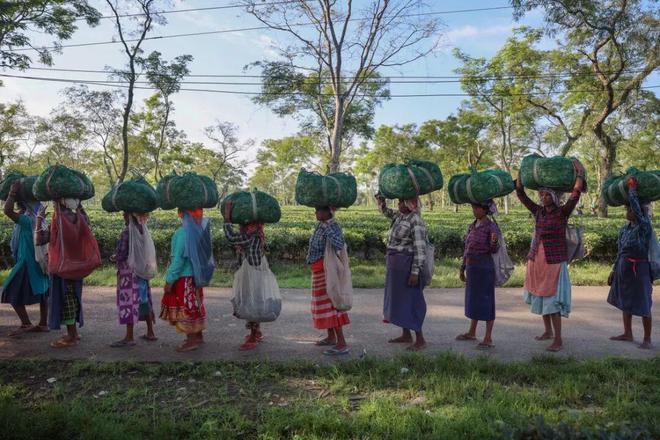 全球茶价要涨？印度“黄金叶”正被烤焦(图6)