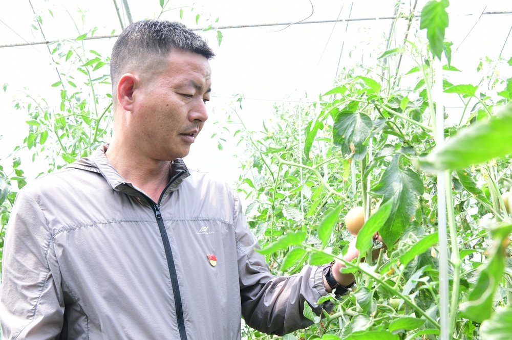 “青”听经济之声丨乡村振兴“西”望浓多元产业结金果(图1)