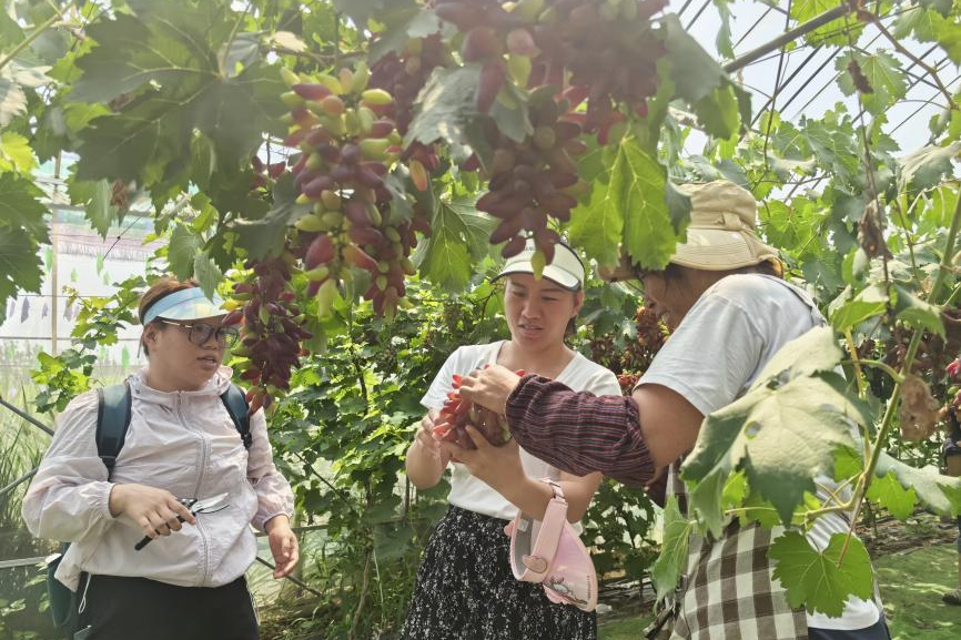 “青”听经济之声丨乡村振兴“西”望浓多元产业结金果(图4)