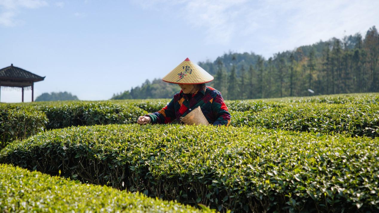 理想华莱:以茶为媒深耕安化书写乡村振兴企业答卷(图1)