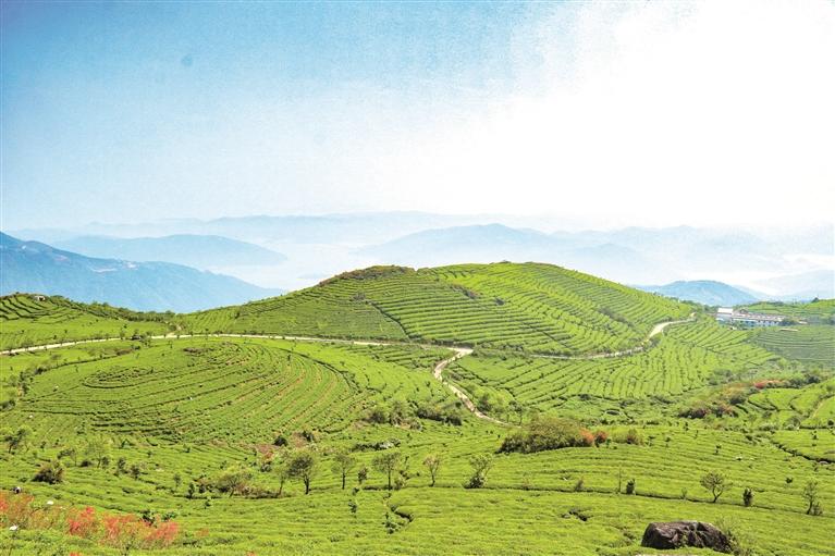 福鼎：大力构建“1+2+N”特色农业产业格局(图4)