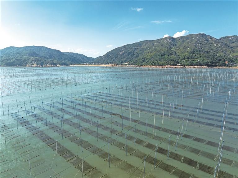 福鼎：大力构建“1+2+N”特色农业产业格局(图5)