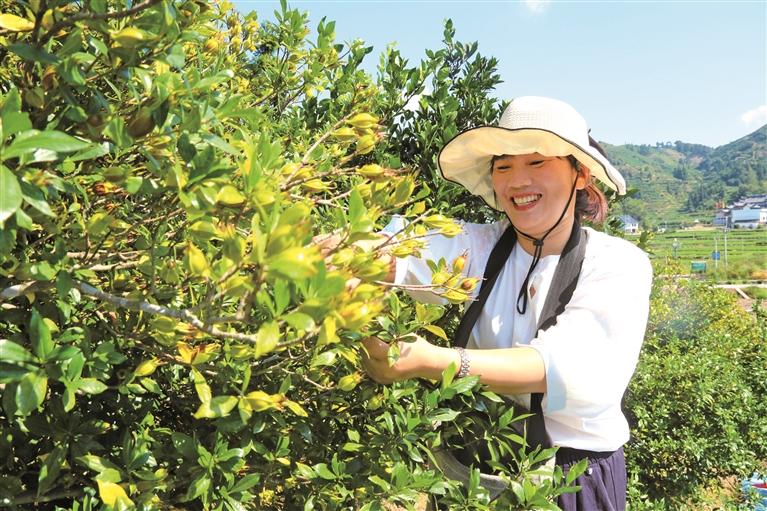 福鼎：大力构建“1+2+N”特色农业产业格局(图7)