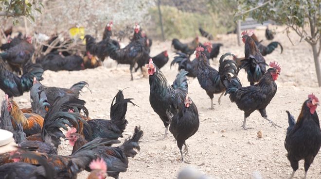 高原小县有机产业绘就共富新图景——解码乡城 215 亿元产值背后的“生态答卷”(图4)