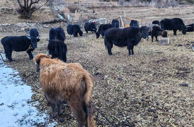 高原小县有机产业绘就共富新图景——解码乡城 215 亿元产值背后的“生态答卷”(图6)