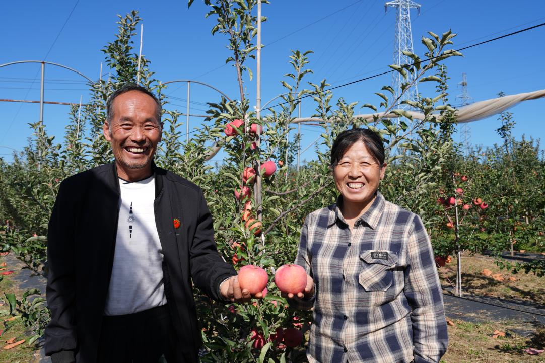 好苹果源自西北农林科大的科技创新(图1)