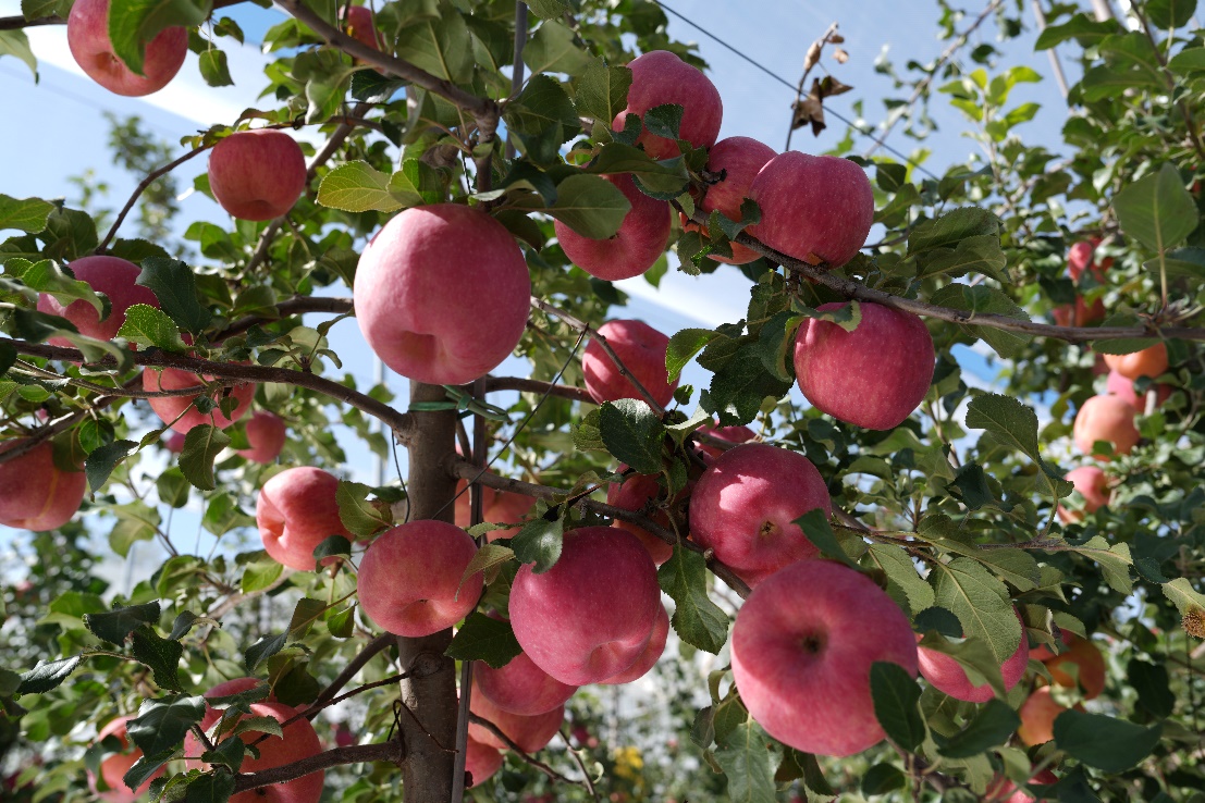 好苹果源自西北农林科大的科技创新(图2)