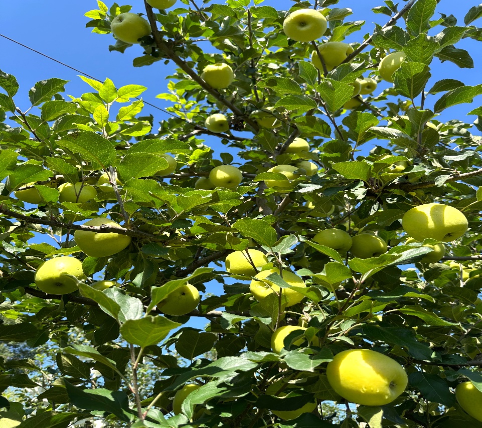 好苹果源自西北农林科大的科技创新(图3)