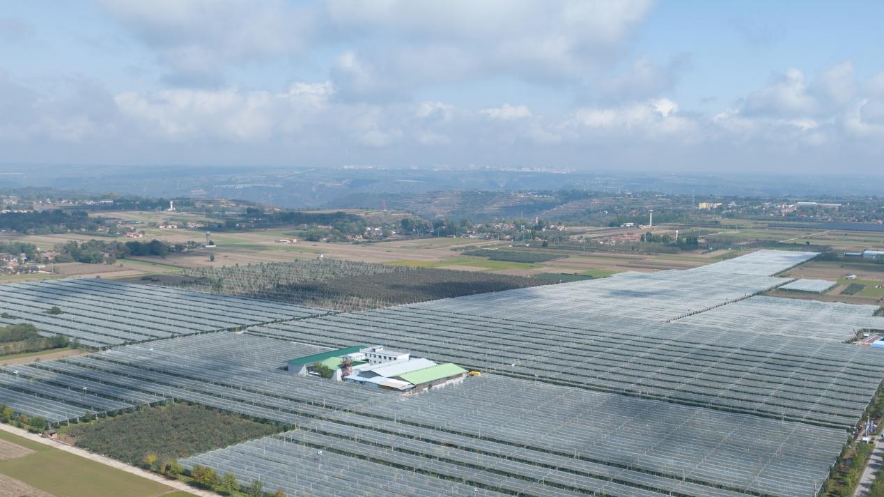 好苹果源自西北农林科大的科技创新(图4)