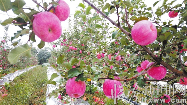 一棵苗到一粒果的科技跃迁(图1)