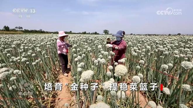 焦点访谈|攥紧农业“芯片”提稳中国“菜篮子”(图4)