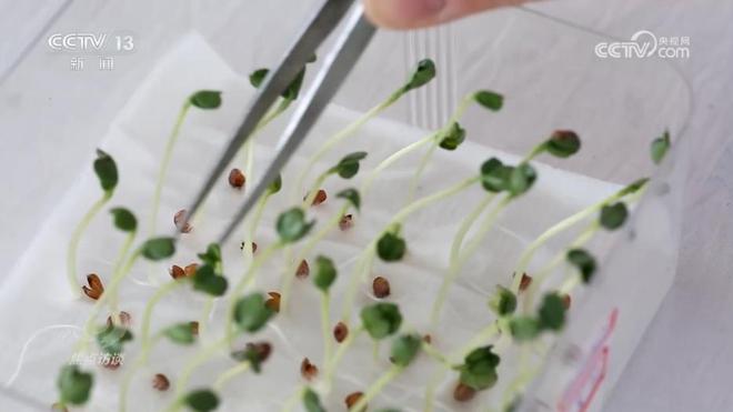 焦点访谈|攥紧农业“芯片”提稳中国“菜篮子”(图2)