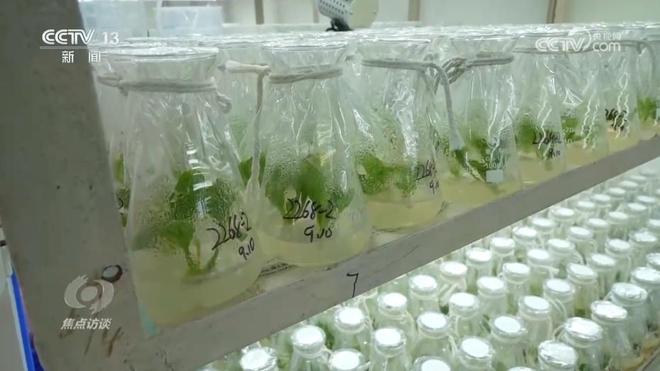 焦点访谈|攥紧农业“芯片”提稳中国“菜篮子”(图3)