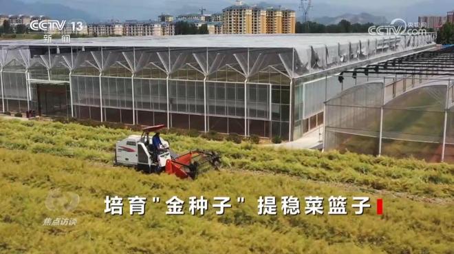 焦点访谈|攥紧农业“芯片”提稳中国“菜篮子”(图7)