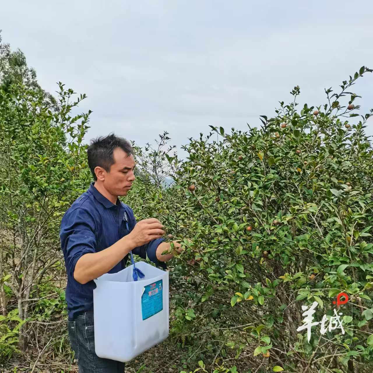 龙川山茶油再添新活力!黄石镇油茶新榨开坊“百千万工程”结出致富“金果子”(图3)