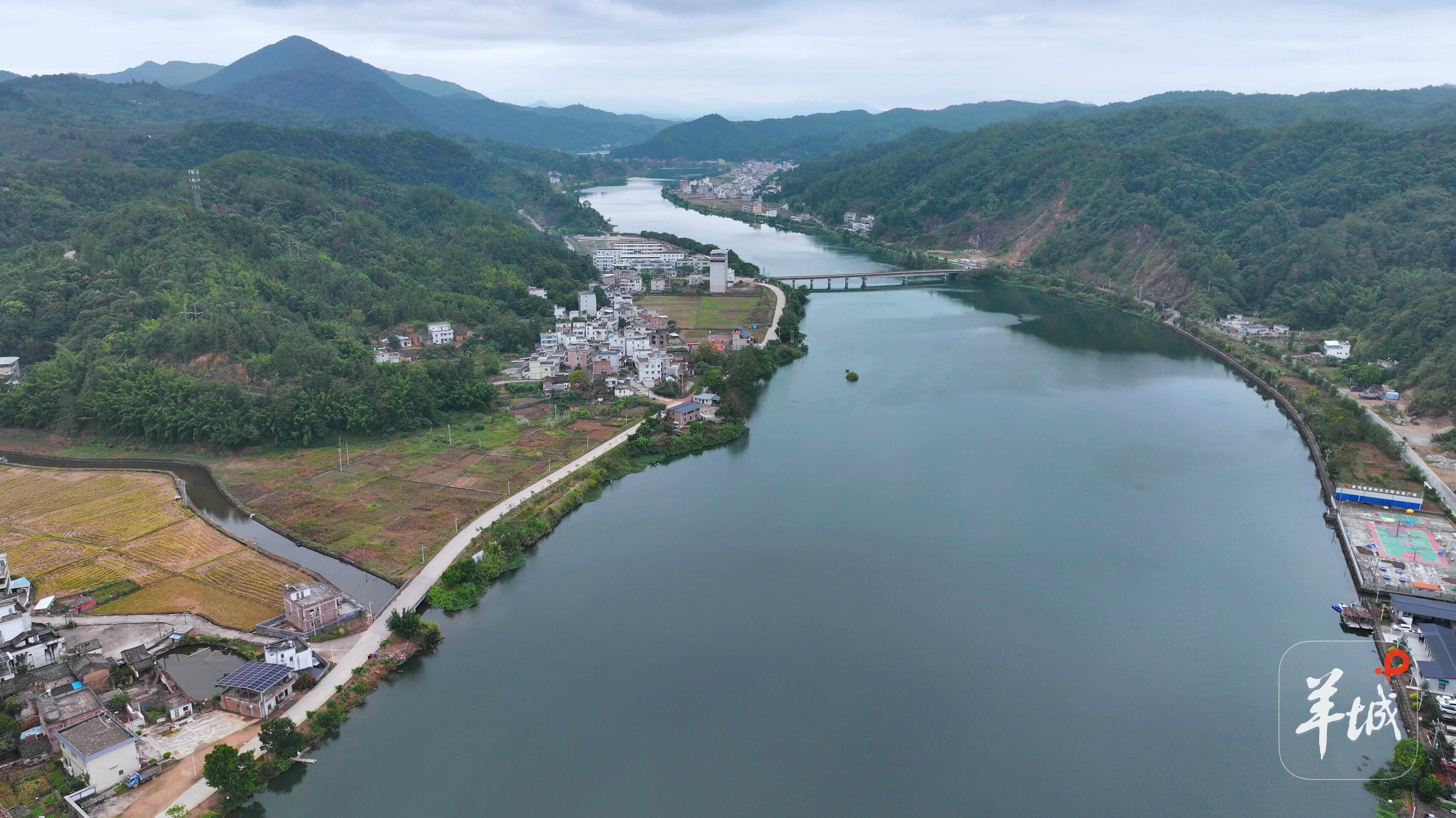 龙川山茶油再添新活力!黄石镇油茶新榨开坊“百千万工程”结出致富“金果子”(图8)