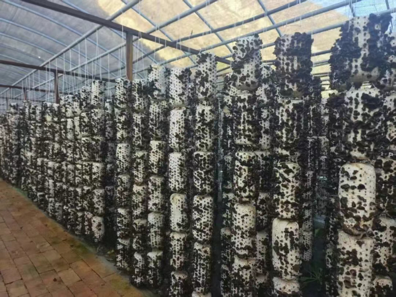 舟曲县：党建赋能开出产业发展“富民花”(图1)