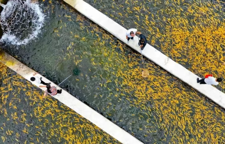 舟曲县：党建赋能开出产业发展“富民花”(图3)