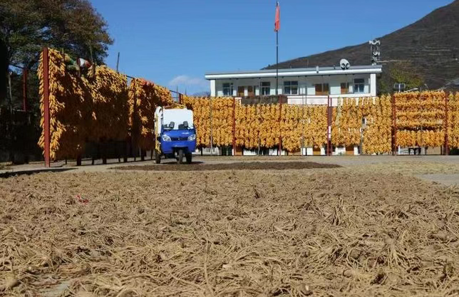 舟曲县：党建赋能开出产业发展“富民花”(图4)