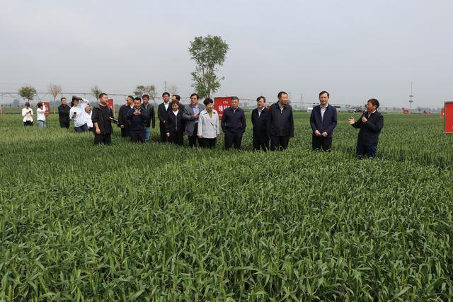 弹好院县共建四重奏谱写乡村振兴新乐章——河南省农业科学院与延津县共建现代农业科技示范县成效综述(图1)