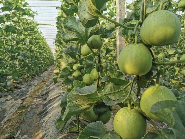 弹好院县共建四重奏谱写乡村振兴新乐章——河南省农业科学院与延津县共建现代农业科技示范县成效综述(图4)