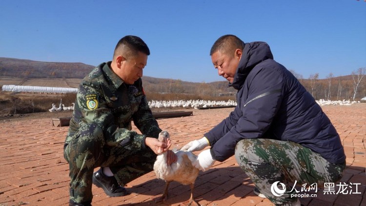 行进中国丨林区“鹅鸣”(图2)