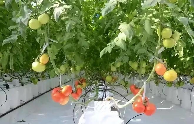 温铁军：只让农民回乡干农业你知不知道现在农业是负收益？(图3)