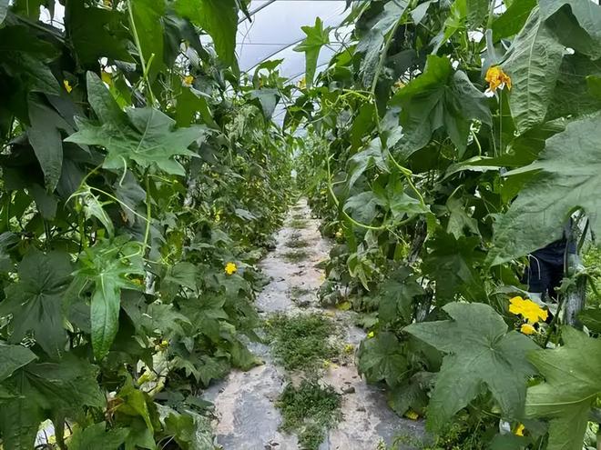 温铁军：只让农民回乡干农业你知不知道现在农业是负收益？(图5)