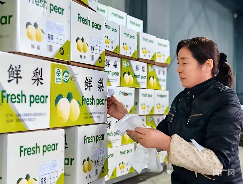 安徽砀山：酥梨直销东南亚水果外贸谱新篇(图2)