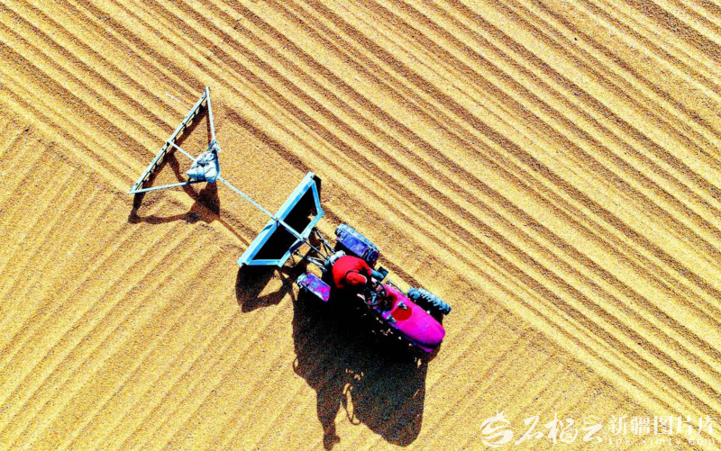 奋进的新疆·我们的“十四五”丨从“自己吃饱”到供给国家(图1)