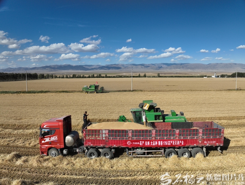 奋进的新疆·我们的“十四五”丨从“自己吃饱”到供给国家(图2)