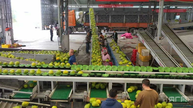 湖南江永：138万亩香柚丰收特色产业助力乡村振兴“甜蜜”升级(图2)