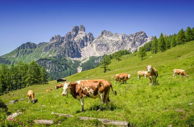 双向赋能!中国农垦携手HiPP德国喜宝再赴进博会共拓有机新未来(图5)